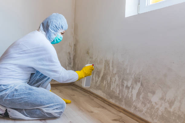 Black mold inspection in Plainfield