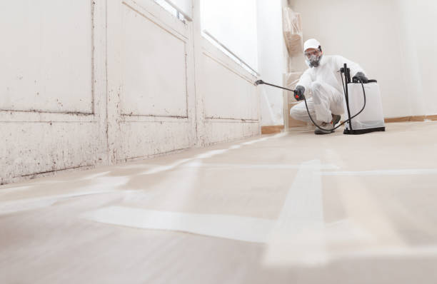 Black mold remediation team in Plainfield